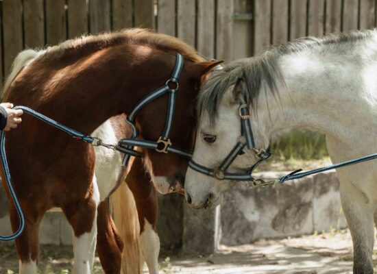 Ponis_Fotozas-17